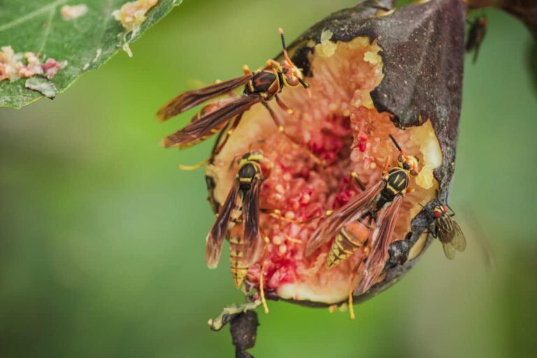 Lo sapevate?  Mangiare un fico è anche mangiare una vespa!