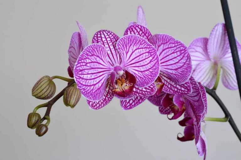 Orchidea: come farla durare?