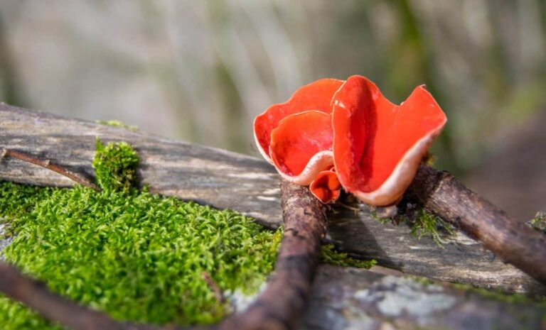 Pézize écarlate: il fungo commestibile rosso brillante