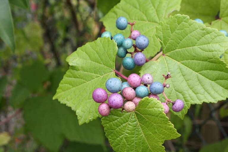 Pianta rampicante della Virginia con frutti blu: tutto quello che c’è da sapere su questa pianta originale