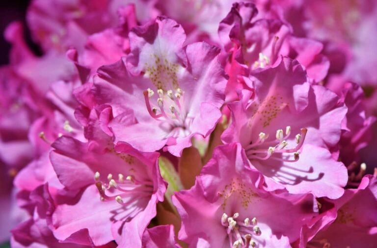 Rododendro: consigli per la semina, la potatura e la cura