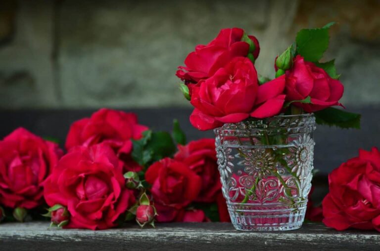 Rosa in vaso: come coltivarla e mantenerla perfettamente?