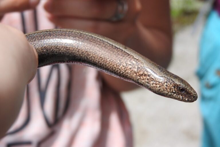 Slow Worm in the Garden – Innocuo, da non confondere con i serpenti!