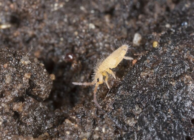 Springtail: tutto quello che c’è da sapere sull’insetto saltellante delle piante d’appartamento
