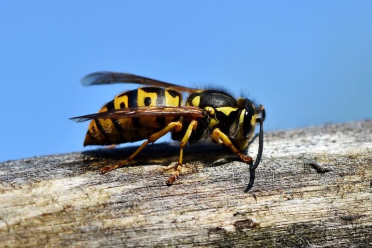 Vespe: 10 consigli naturali per tenere lontane le vespe