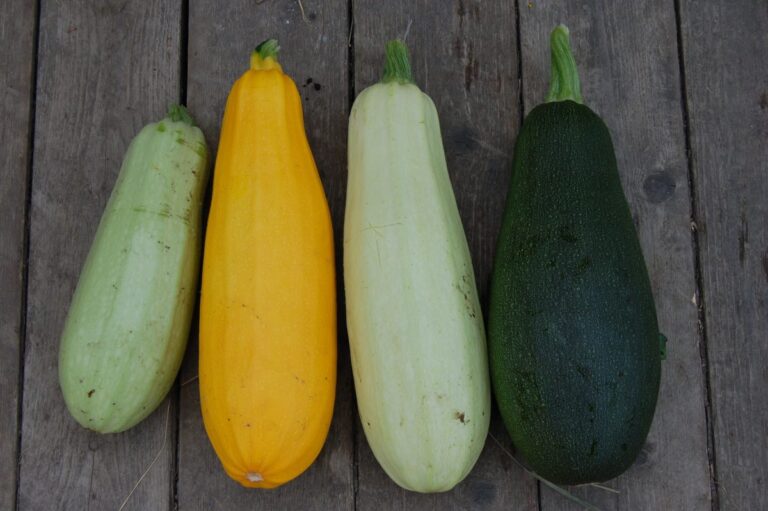 Zucchine: come coltivarle nel tuo giardino