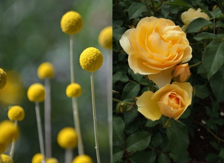 10 fiori gialli per illuminare il giardino di sicuro