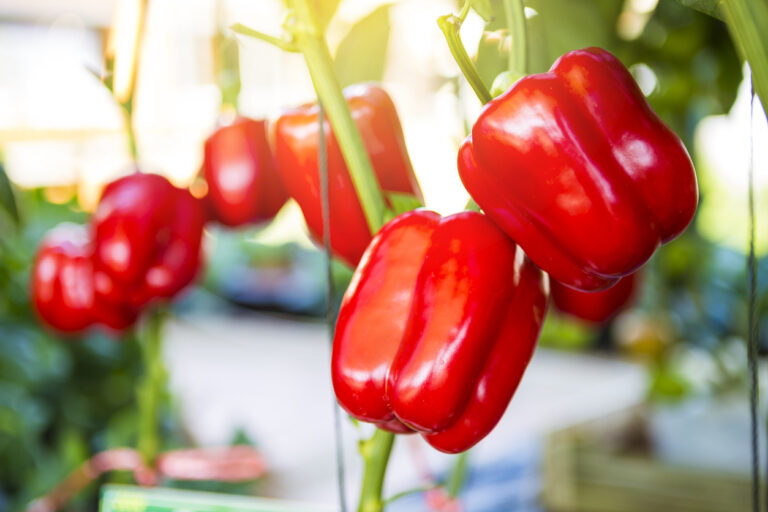 Come coltivare i peperoni in una pentola?