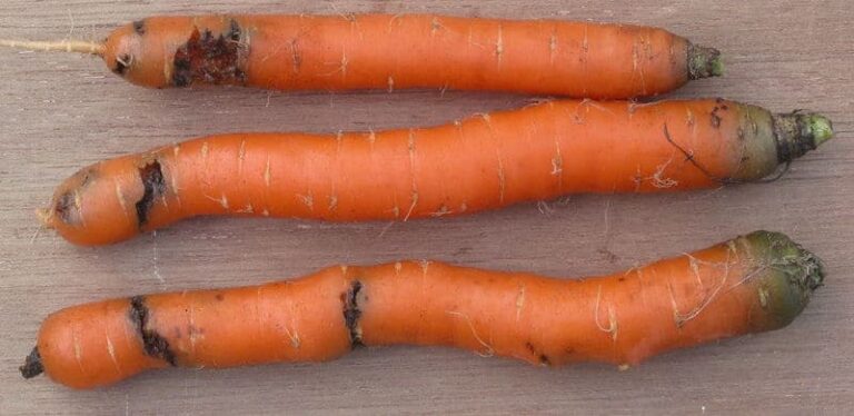 Mosca della carota: come combattere questo parassita del frutteto?