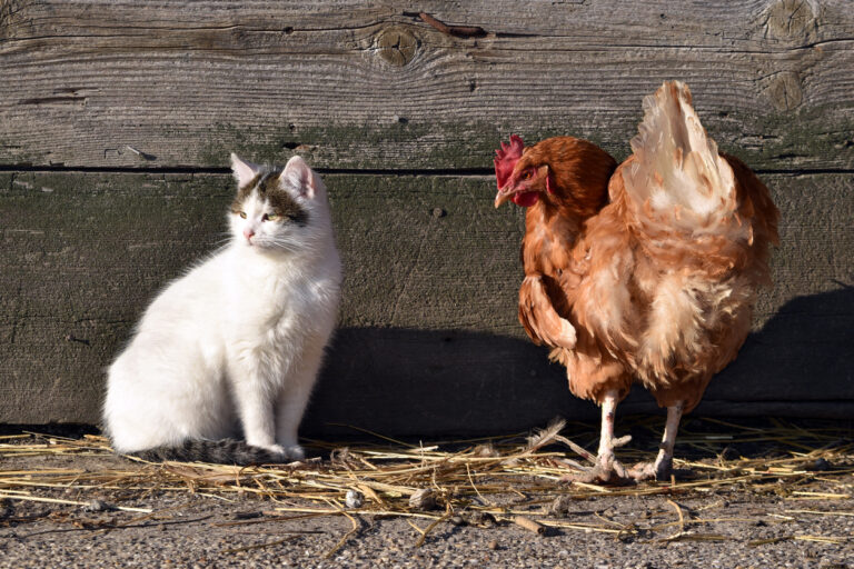 Polli e animali da compagnia: come organizzare la convivenza?