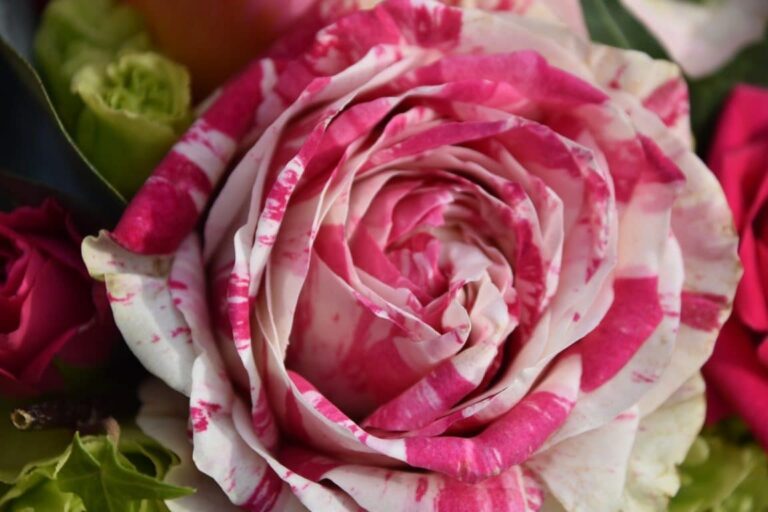 Rosa ibrida: la tecnica per creare una nuova varietà di rosa!