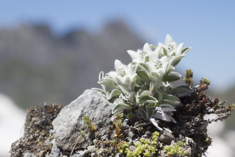 Stella alpina: semina, fioritura e mantenimento della stella d’argento