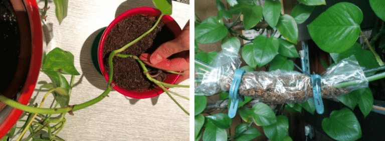 Strati: come posizionare correttamente le piante da interno?
